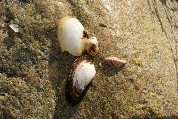 seashore shell waste view