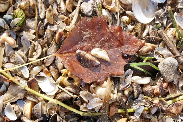 seashore shell waste view