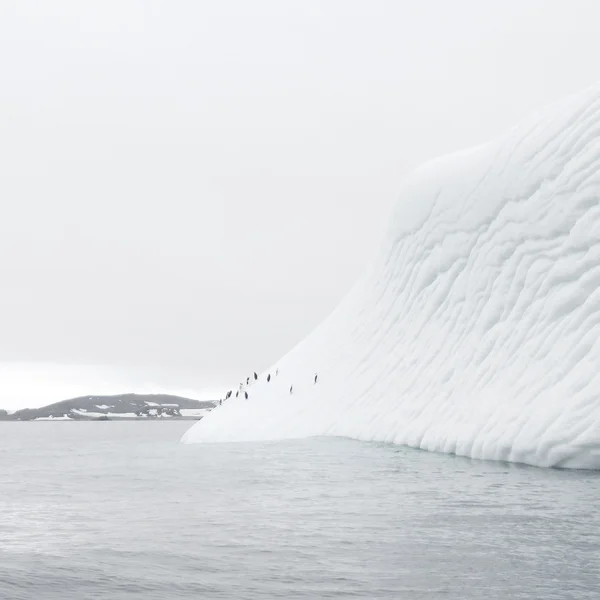 Iceberg flottant dans l'antarctique avec des pingouins — Photo