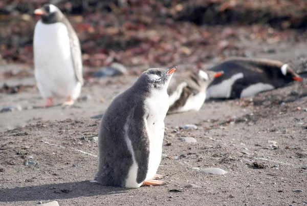 Deniz kıyısında dinlenme çılgın penguenler — Stok fotoğraf