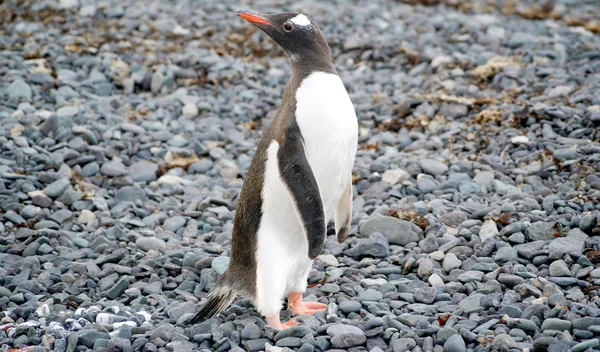 Deniz kıyısında dinlenme çılgın penguenler — Stok fotoğraf