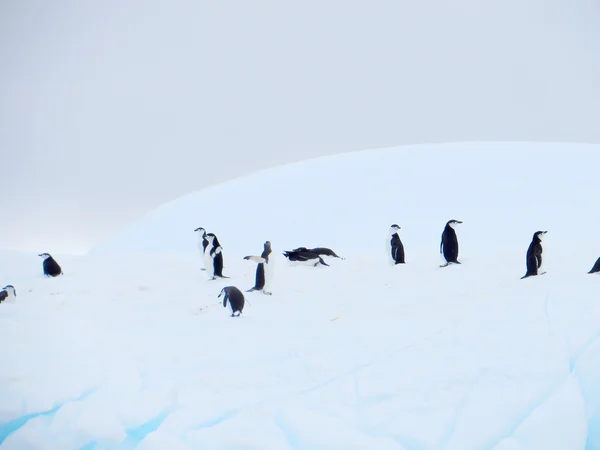 Ledovce, plovoucí v Antarktidě s Tučňáci — Stock fotografie