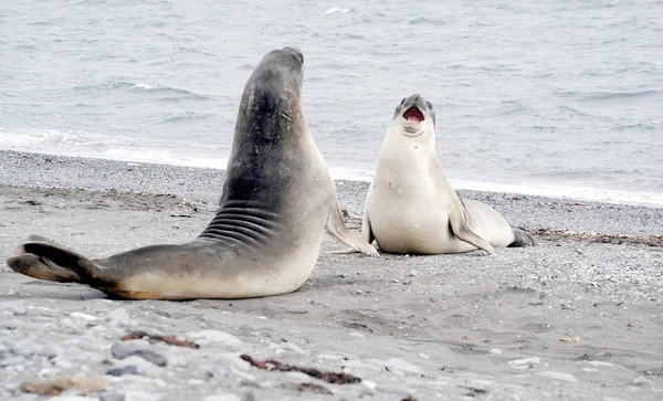 Two wild seal fighting in antarctica — Stock Photo, Image