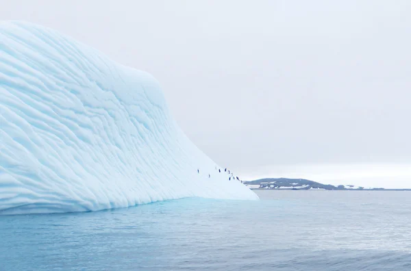 Iceberg flutuando na antártica com pinguins — Fotografia de Stock