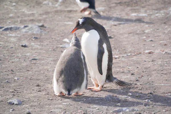 Deniz kıyısında dinlenme çılgın penguenler — Stok fotoğraf