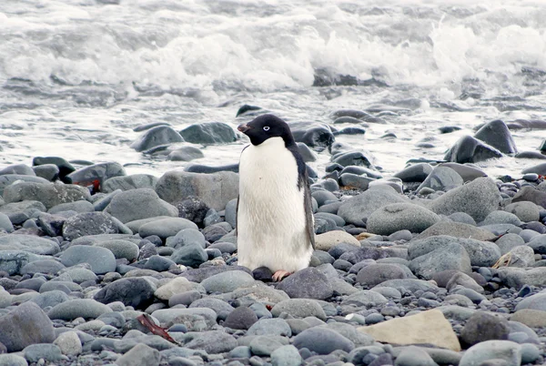 Wild pinguïns rust door de zeekust — Stockfoto