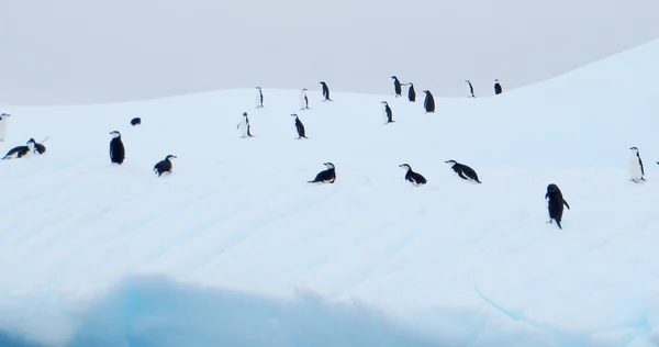 Iceberg flutuando na antártica com pinguins — Fotografia de Stock