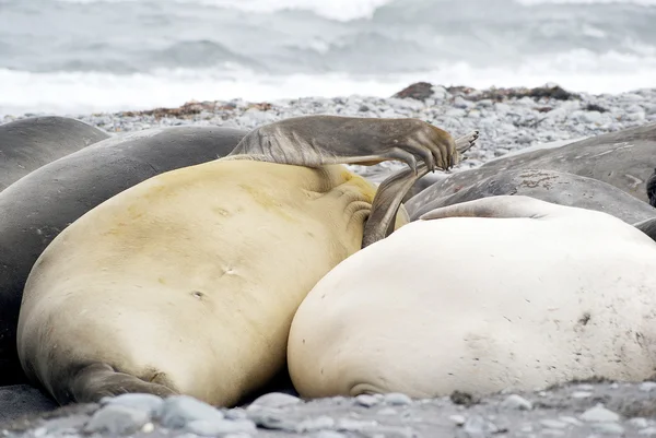 Selo selvagem descansando na antártica — Fotografia de Stock