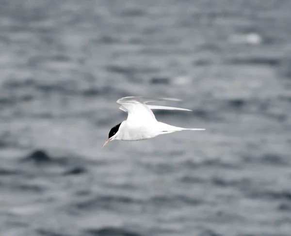 Oiseau de mer volant gratuitement — Photo