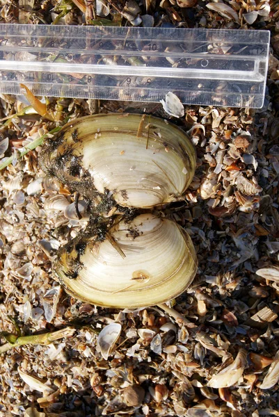 seashore shell waste view