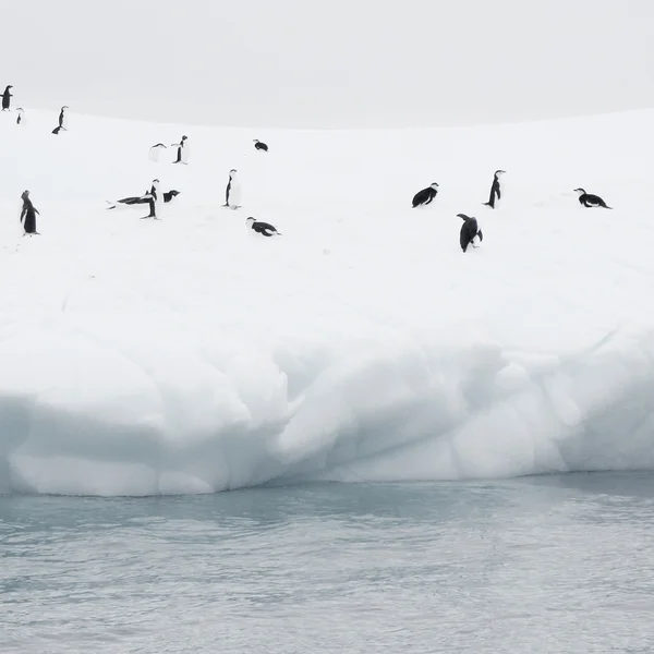 Iceberg flotando en antártida con pingüinos —  Fotos de Stock