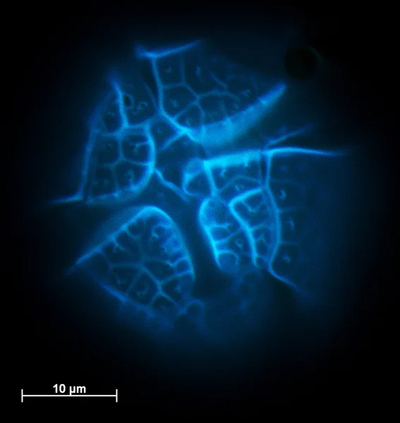 Visão microscópica de uma célula — Fotografia de Stock