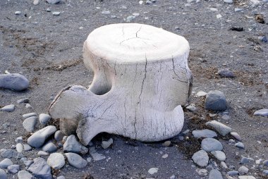 sealine tarafından leş dinlenme