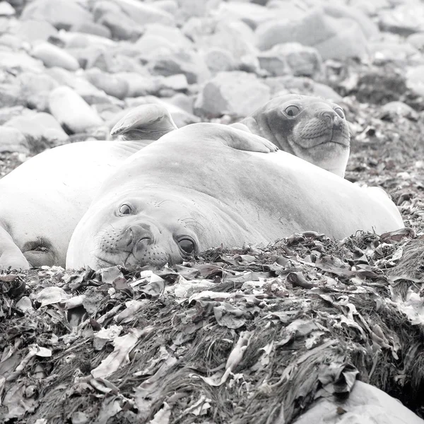 休息在南极洲的野生海豹 — 图库照片