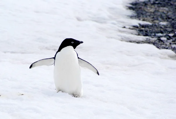 Wilder Pinguin auf Schnee — Stockfoto