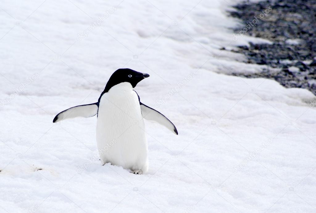 wild penguin on snow