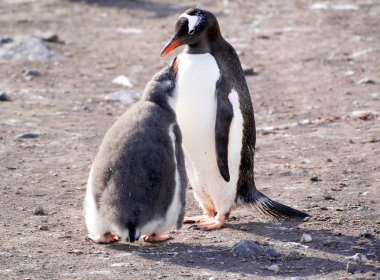 Deniz kıyısında dinlenme çılgın penguenler