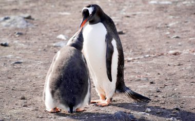 Deniz kıyısında dinlenme çılgın penguenler