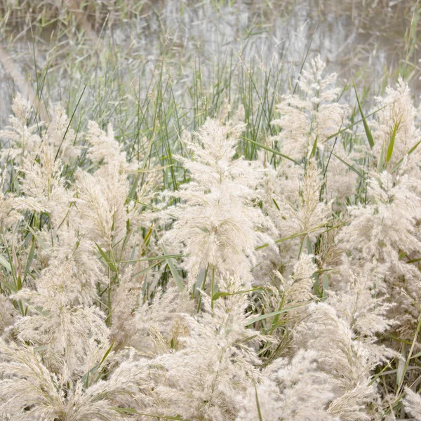 River reeds background or texture — Stock Photo, Image