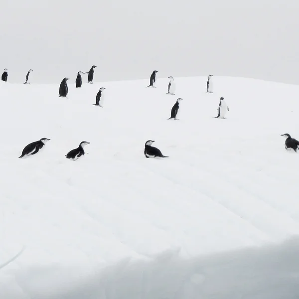 Antartika'da penguenler ile yüzen buzdağı — Stok fotoğraf