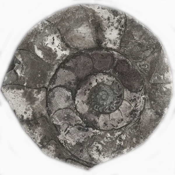 Animal fossil isolated on white — Stock Photo, Image