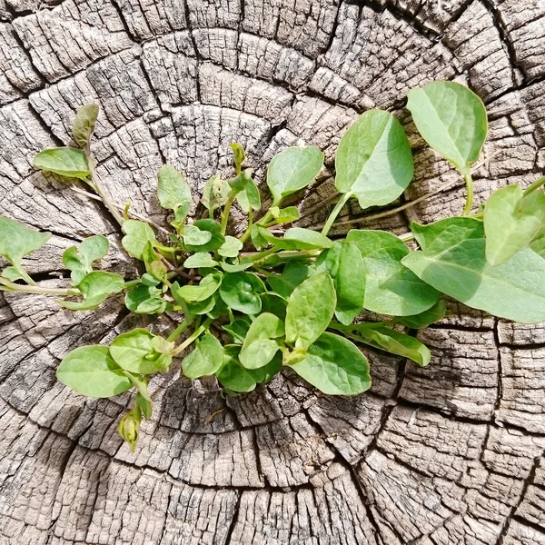 Planta crescendo fora de um toco de árvore — Fotografia de Stock