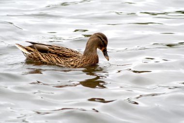 ördek ülke yatay olarak görüntülemek