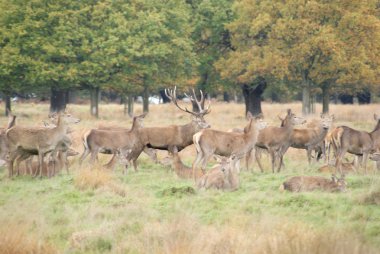 ülke orman Manzaralı