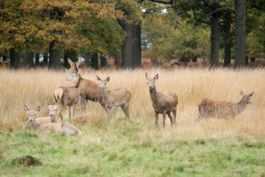 ülke orman Manzaralı