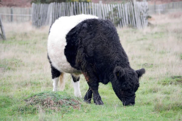 Vaca en país paisaje vista — Foto de Stock