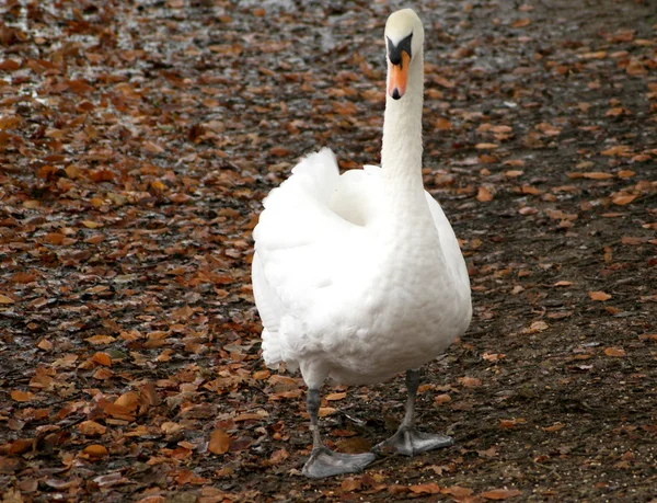 Pato en el paisaje del país vista — Foto de Stock