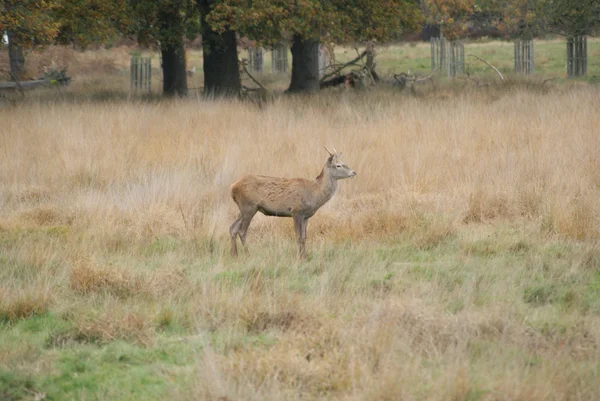 Land landschap boszicht — Stockfoto