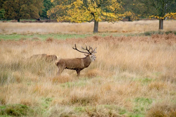 Land Wald Landschaft Ansicht — Stockfoto