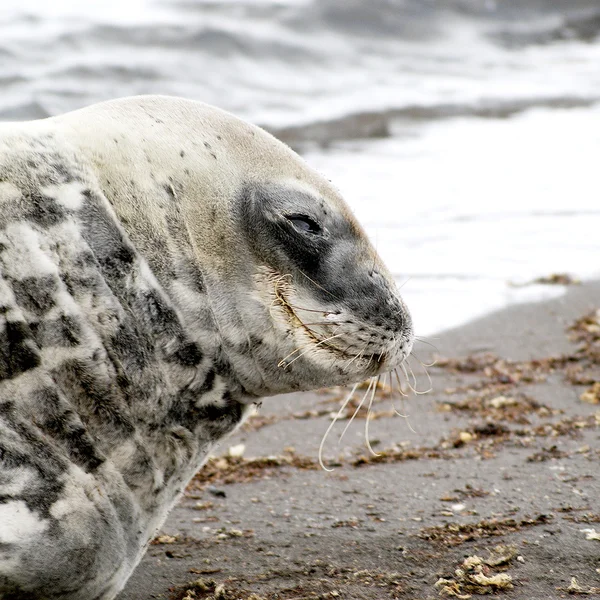 Wild seal resting in antarctica — Stock Photo, Image