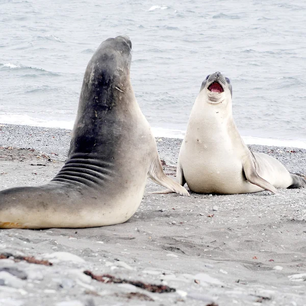 两个野生海豹在南极洲的战斗 — 图库照片