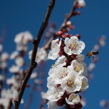 a bee in almond flower