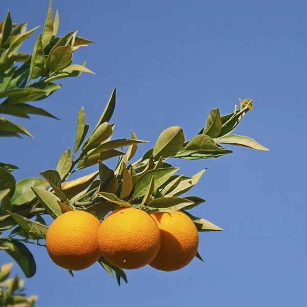 Three oranges in the tree — Stock Photo, Image