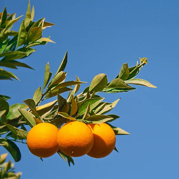 Three oranges in the tree — Stock Photo, Image