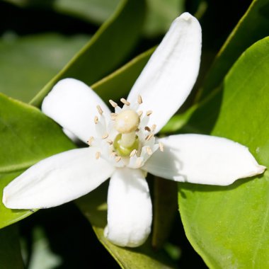 Azahar flower. Close up.