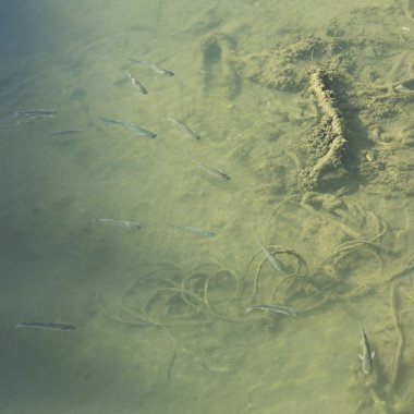 Kirli berrak deniz suyunda yüzen balıklar.  