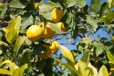 Limonlar limon ağacında yetişiyor