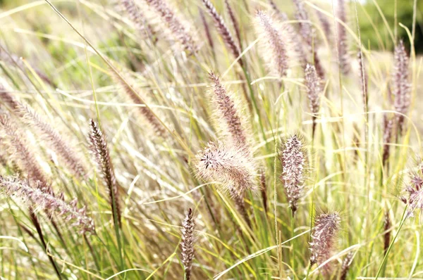 Tall plants bending by the wind. — Stock Photo, Image