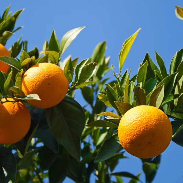 Three oranges on a tree branch — Stock Photo, Image