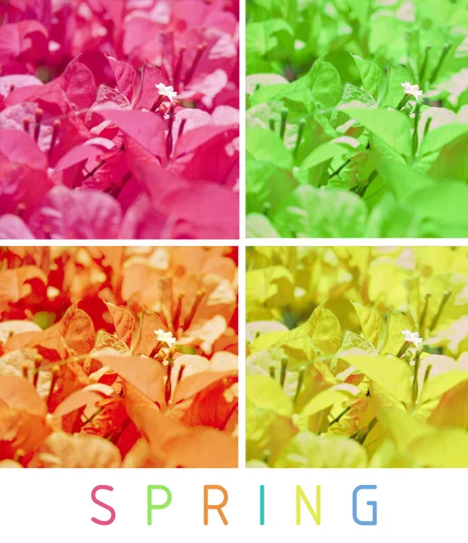 Collage de fleurs printanières colorées — Photo