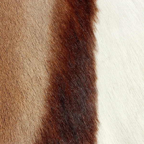 Pele animal abstrata com pele castanha e branca — Fotografia de Stock