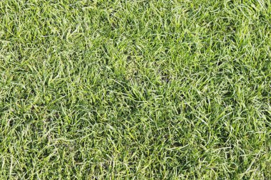 çim dokusu arka plan