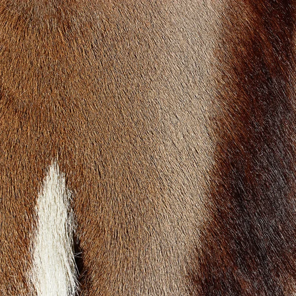 Abstrato animal cabelo fundo em três cores — Fotografia de Stock