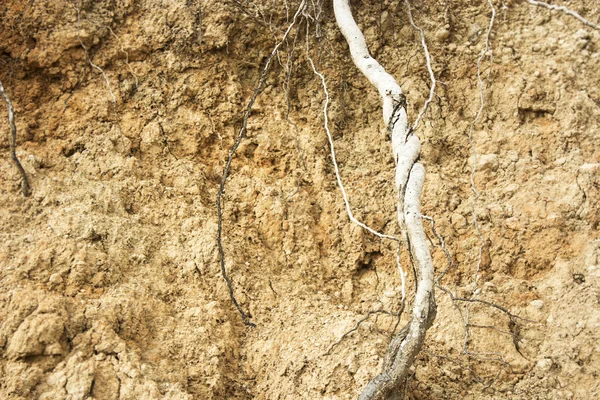 Root in ground — Stock Photo, Image