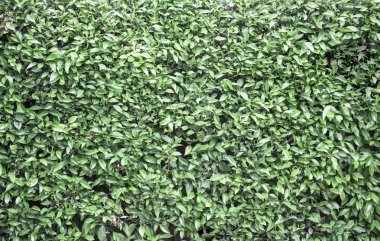 Bitkiler arka plan veya doku