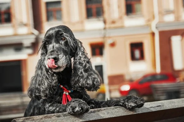 Zwarte spaniel hond bij de city scape — Stockfoto
